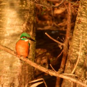 Common Kingfisher