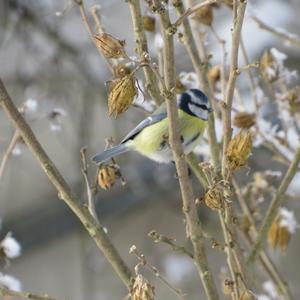 Blue Tit