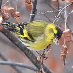 Eurasian Siskin