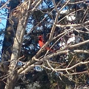 Northern Cardinal