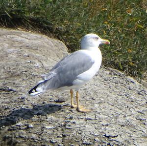 Lesser Black-backed Gull