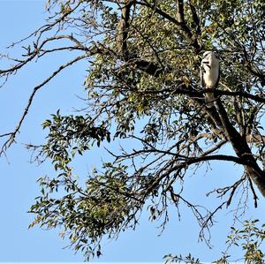 Common Buzzard