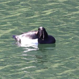 Tufted Duck