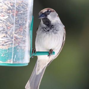 House Sparrow