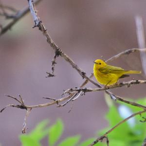 Yellow Warbler