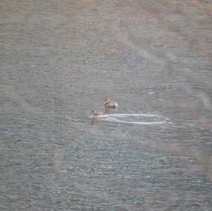 Little Grebe