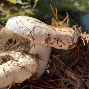 Gemmed Amanita