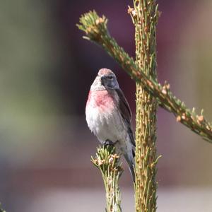 Eurasian Linnet