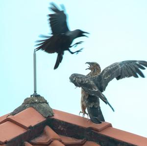 Oriental Honey-buzzard