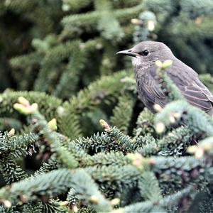 Common Starling