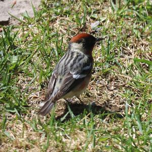 Bay-breasted Warbler