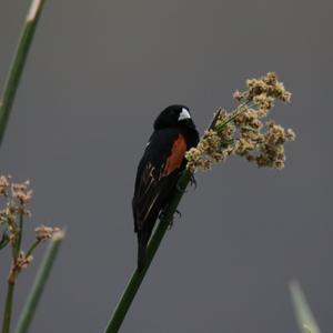 Fan-tailed Widowbird