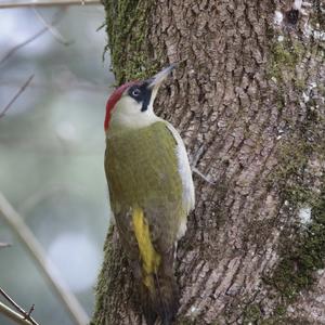 Eurasian Green Woodpecker