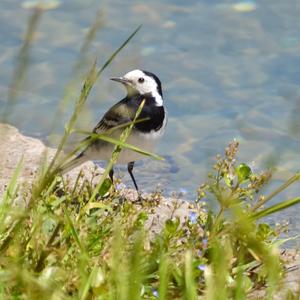 White Wagtail