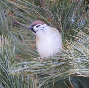 Eurasian Tree Sparrow