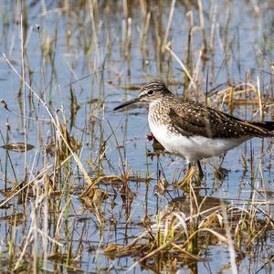 Wood Sandpiper