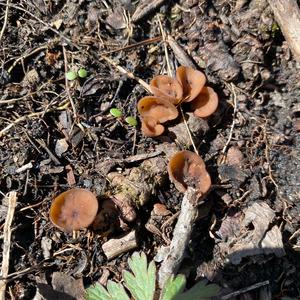 Anemonenbecherling