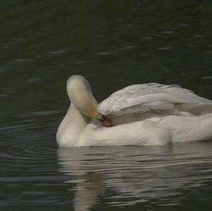 Höckerschwan