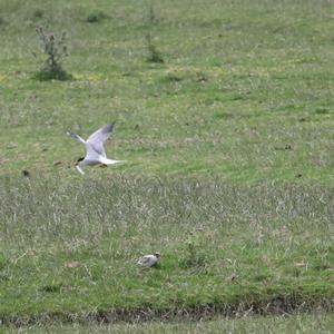 Common Tern