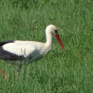 White Stork