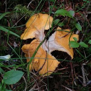 Chanterelle, Common