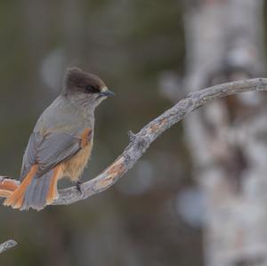 Siberian Jay