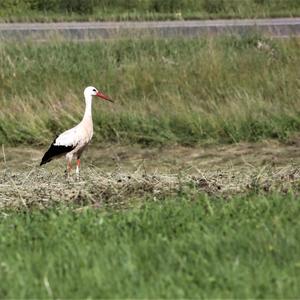 White Stork