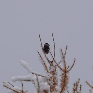 Hawfinch