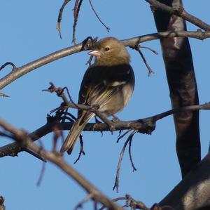 Eurasian Chaffinch