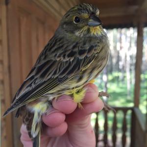 Yellowhammer