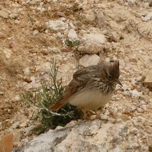 Crested Lark