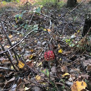 Fly Agaric