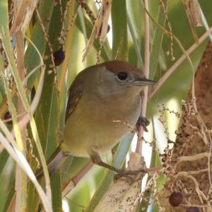 Blackcap