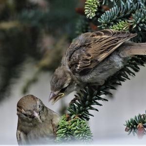 House Sparrow