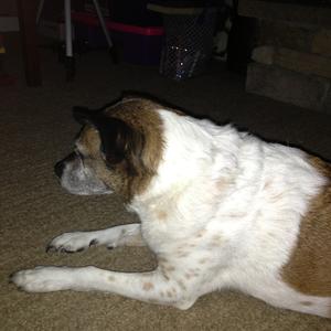 Unknown Breed