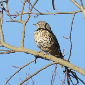 Mistle Thrush