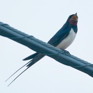 Barn Swallow