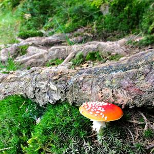 Fly Agaric