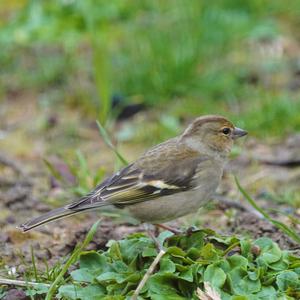 Eurasian Chaffinch