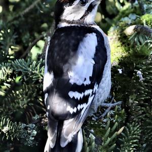 Great Spotted Woodpecker