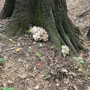 Hen-of-the-Woods