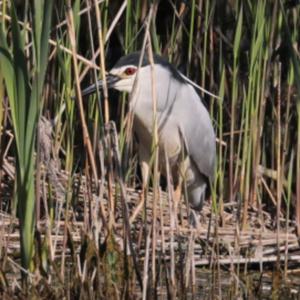 Black-crowned Night-heron