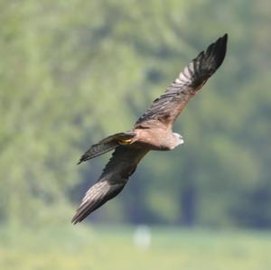 Black Kite