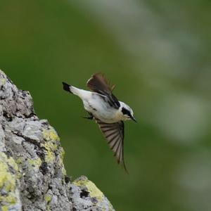 Northern Wheatear