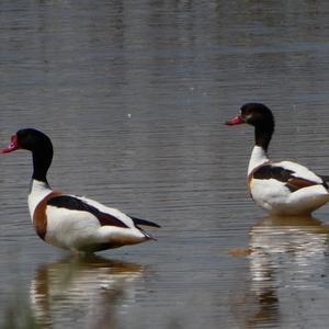 Common Shelduck