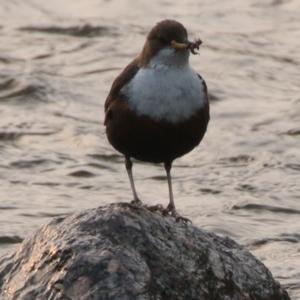 White-throated Dipper