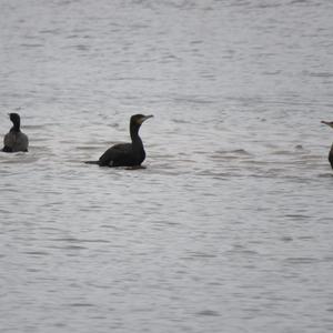 Great Cormorant