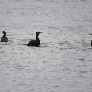 Great Cormorant