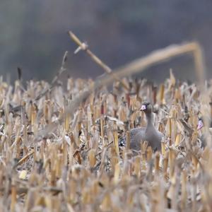 Greylag Goose