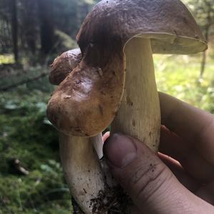 Summer Bolete